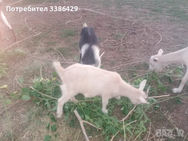 Ярета и пръчове , снимка 4 - Кози - 51078813