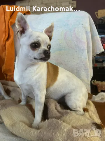 Мъжко чихуахуа, снимка 1