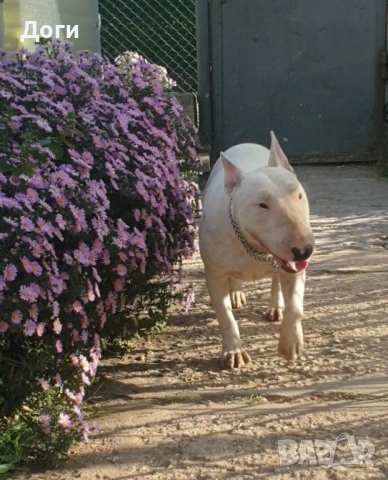 Продавам Бултериер , снимка 2 - Бултериер - 51810514