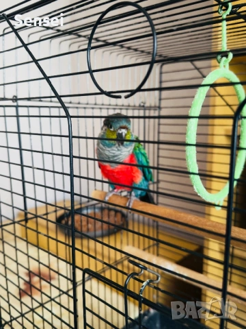 Папагал Пурура Молина , снимка 3 - Папагали - 54017827