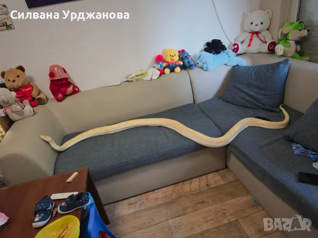 Бирмански питон. , снимка 4 - Други животни - 56329750