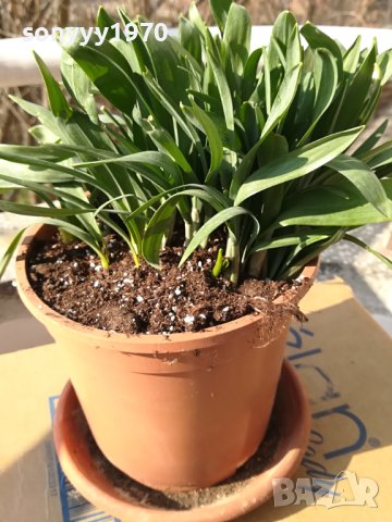 КОКИЧЕТА ЗА МОМИЧЕТА 2002241148, снимка 6 - Градински цветя и растения - 44383329