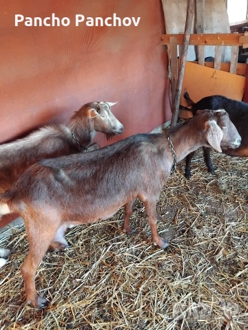 продавам четири кози , снимка 5 - Кози - 54322070