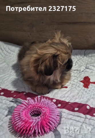 Пекинези, снимка 2 - Пекинез - 25815187