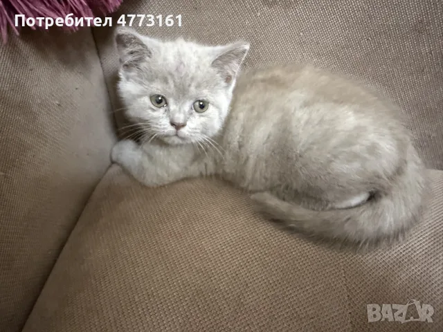 Британски късокосмести котки, снимка 8 - Британска късокосместа - 56404480