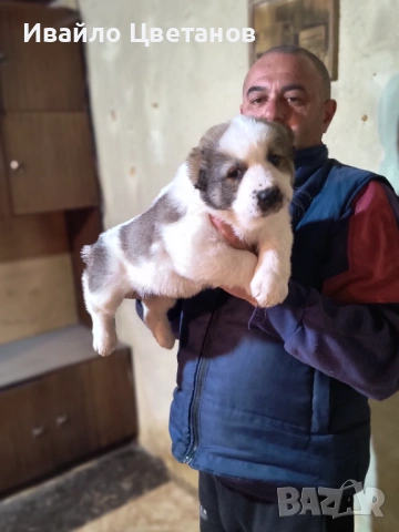 Алабай, снимка 3 - Средноазиатска овчарка - 53167876