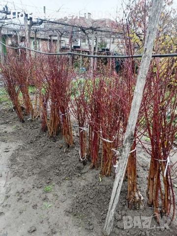 Овощен посадъчен материал череши и праскови