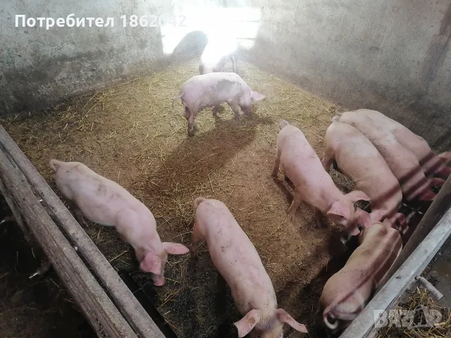 продавам малки прасета, снимка 6 - Прасета - 56367320