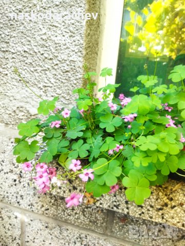 Детелини цъфтящи розово, снимка 9 - Градински цветя и растения - 34949387