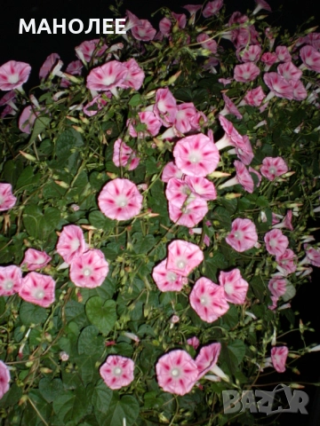 ИПОМЕЯ - 6 ЦВЯТА, снимка 3 - Градински цветя и растения - 52059525