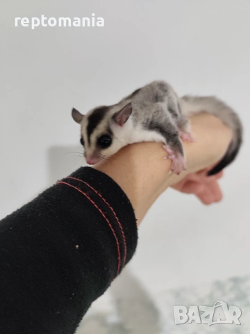 Захарна катеричка летяща торбеста катерица, снимка 5 - Други животни - 53143127