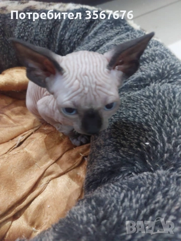 Канадски Сфинкс , снимка 12 - Сфинксове - 54061864