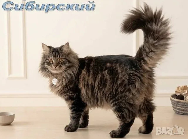 Сибирче, сибирска котка, сибирски котенца, сибирско коте, хипоалергично, синьо момиче, снимка 9 - Сибирски - 56163725