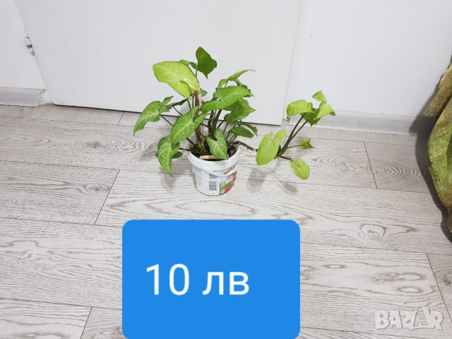 Стайни цветя в саксии, снимка 10 - Стайни растения - 33680701