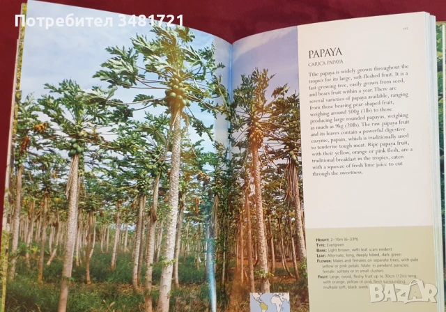 Справочник на дърветата по света / A Concise Guide to Trees, снимка 8 - Енциклопедии, справочници - 50869544