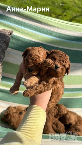 Той пудел момченце и момиченца, снимка 3 - Пудели - 54179965