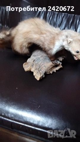 препарирана  бялка, снимка 2 - Други ценни предмети - 52966252