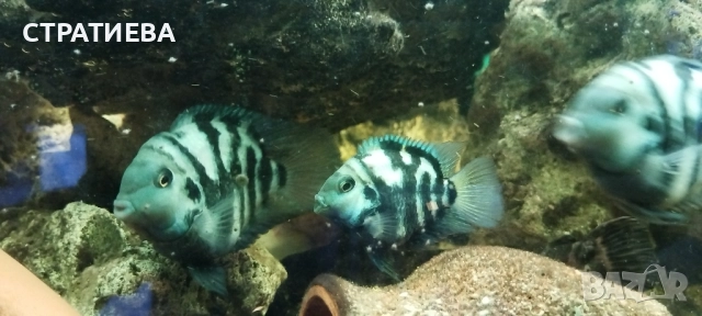 Зебровидни Цихлиди чифтове