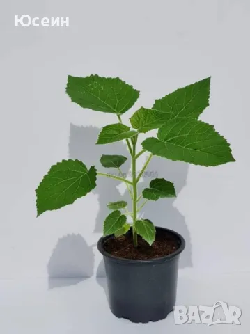 Резници от пауловния , снимка 11 - Градински цветя и растения - 39511855