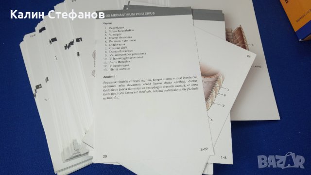 Учебни карти анатомия ANATOMI FLAS KARTLARI медицина турско издадетлство, снимка 6 - Ученически пособия, канцеларски материали - 42759044