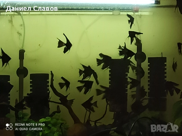 Черни воални скаларии на едро 