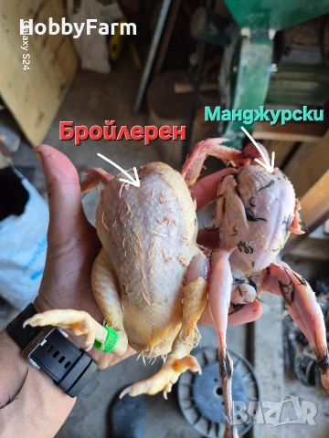 яйца от Бройлерен Пъдпъдък, снимка 3 - други­ - 54246046