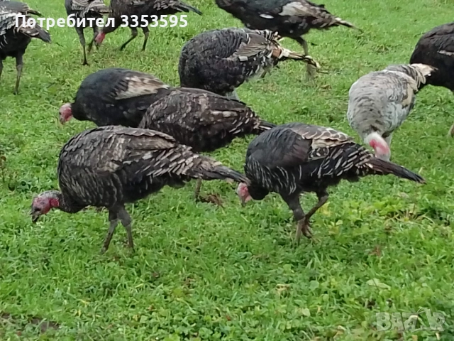 продавам пуйки и пуяци, снимка 6 - Кокошки и пуйки - 52914382
