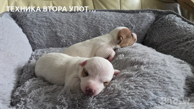 джак ръсел териер, снимка 6 - Джак ръсел териер - 56245930