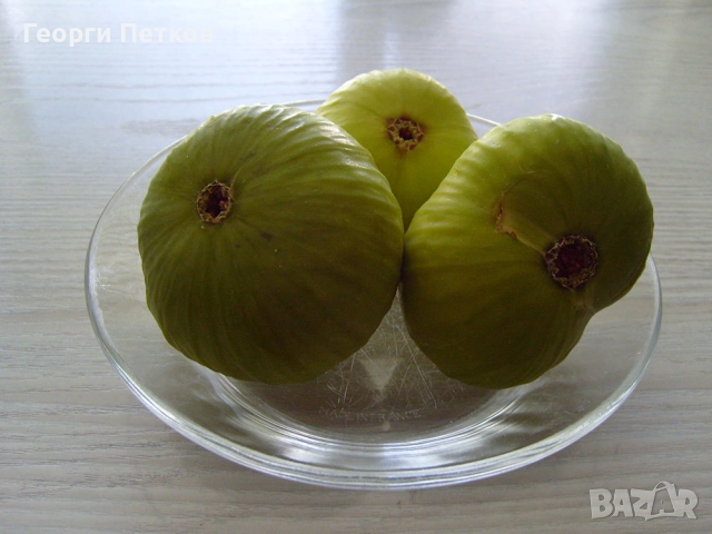 Фиданки на Бяла смокиня с височина 50-60 см., снимка 3 - Градински цветя и растения - 51822913