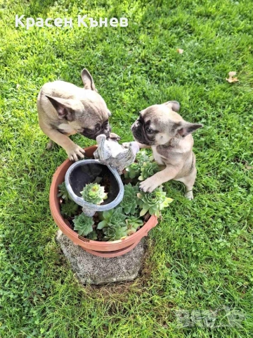 Френски булдог - пясъчни , снимка 5 - Френски булдог - 52114758