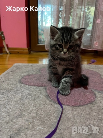 Страхотни  британчета, снимка 6 - Британска късокосместа - 52505141