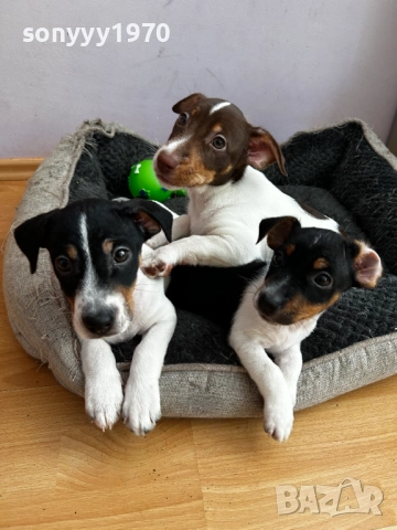 ДЖАК РЪСЕЛ С ПАСПОРТ И ВАКСИНА 2010250617