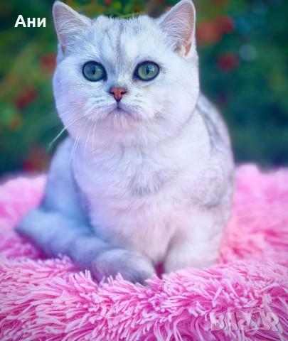 Котенца Мечта.Британски сребърни, снимка 6 - Британска късокосместа - 52203303