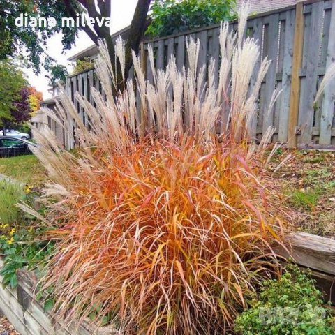 Мискантус Пурпурасценс, студоустойчива трева, снимка 1 - Градински цветя и растения - 38141351