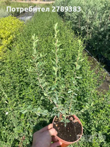 Пираканта , червена и жълта, снимка 1