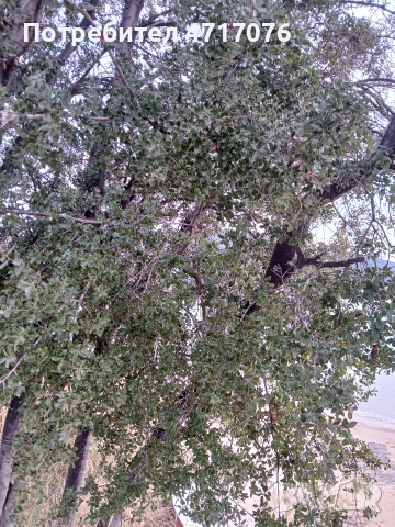 семена от каменен дъб , снимка 3 - Сортови семена и луковици - 53201684