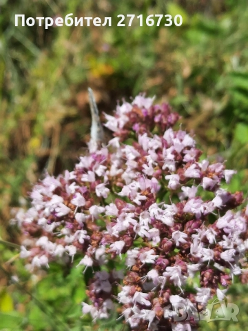 Риган - билка от подножието на Рила