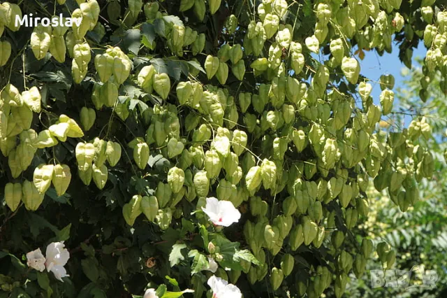 Китайски Мехурник, снимка 4 - Градински цветя и растения - 49674155