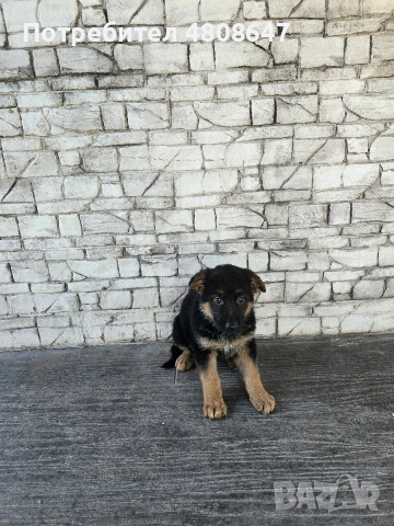 Немски овчарки , снимка 8 - Немска овчарка - 54320500