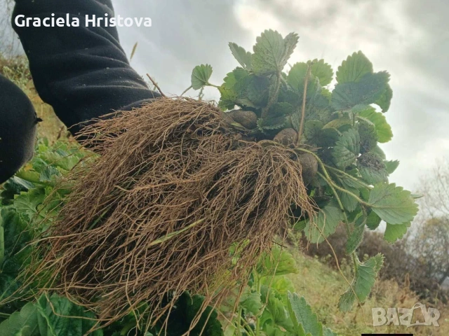 Разсад ягоди , снимка 3 - Градински цветя и растения - 53368603