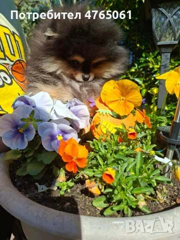 Померан момченце , снимка 5 - Померан - 54245988