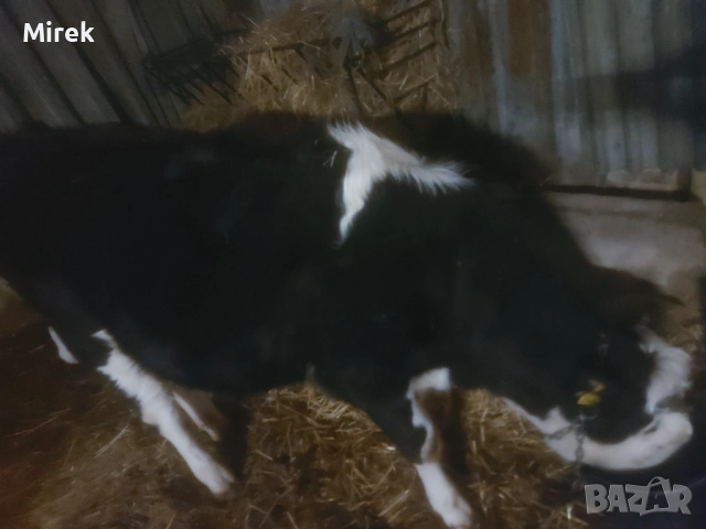 Симентал за продажба