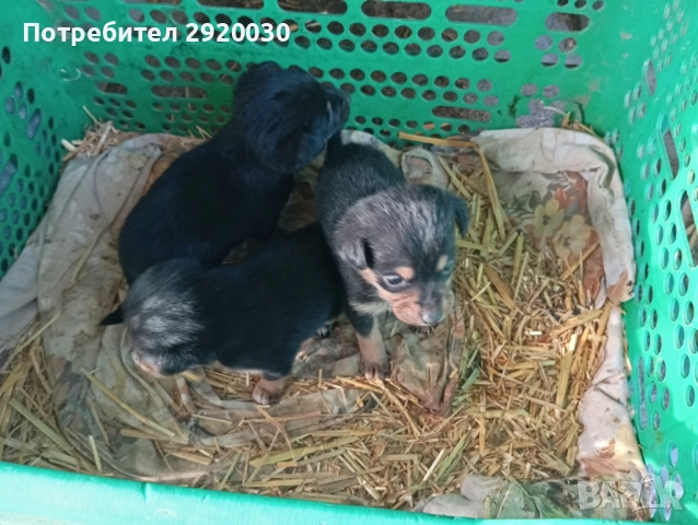 Кученца, снимка 3 - Други - 52457574