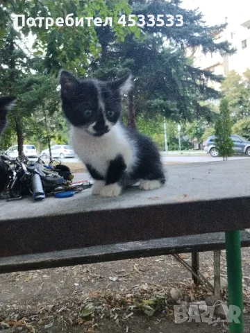 Подарявам котенца, снимка 8 - Други - 55933996