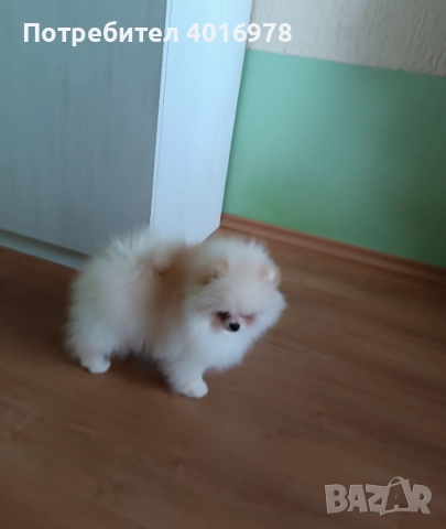 Померани Момчета с Родословие , снимка 4 - Померан - 52748219
