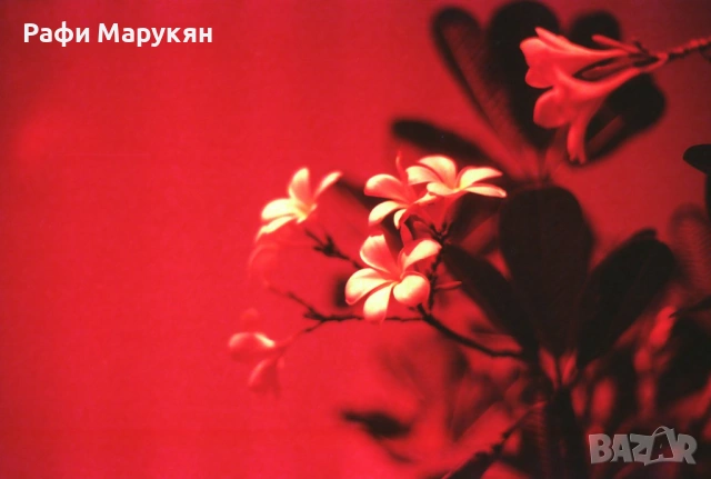 SLR "MINOLTA XG-9"  филмов, здрав, стабилен и сигурен, снимка 7 - Фотоапарати - 54035689