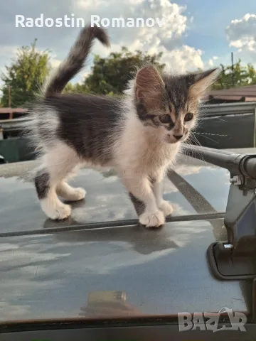 Подарявам малки котета на два месеца. Перник кв Тева., снимка 2 - За котки - 55920190