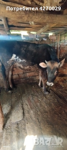 продавам юница на 14 месеца , снимка 5 - Крави - 54171195