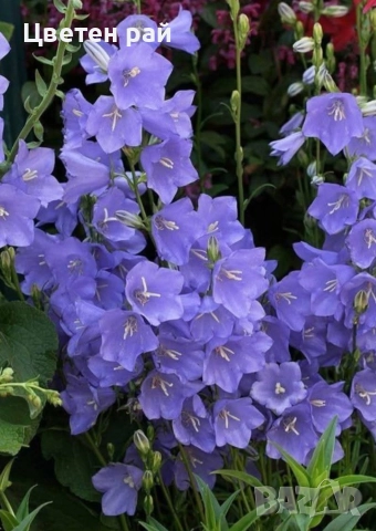 Три вида кампанула камбанка, гломерата и пирамидалис , снимка 3 - Градински цветя и растения - 52854164