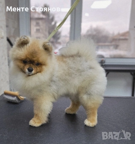 померан , снимка 12 - Померан - 53266878